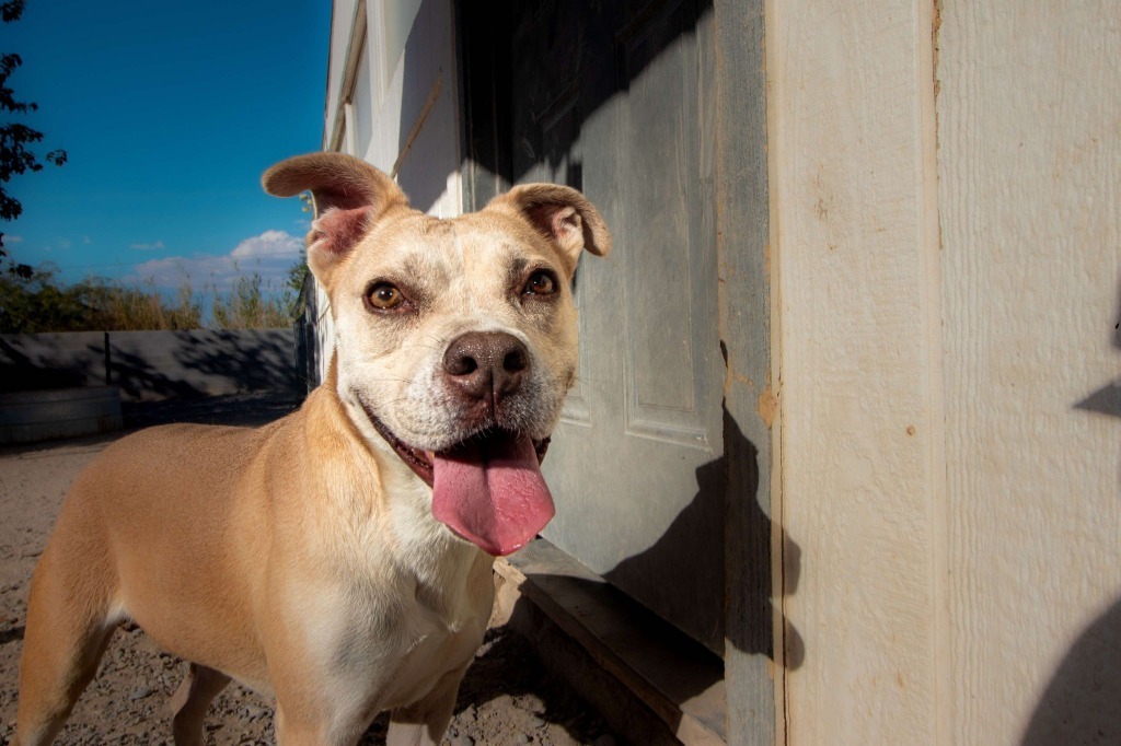 Arya, an adoptable Labrador Retriever, American Staffordshire Terrier in Pahrump, NV, 89048 | Photo Image 5