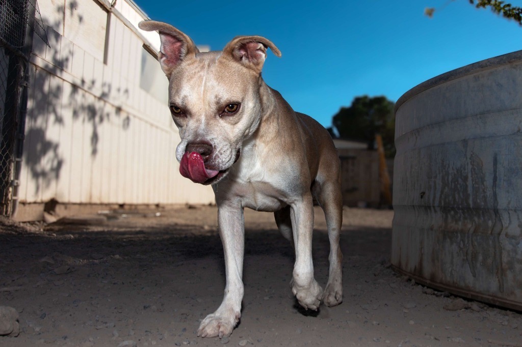 Arya, an adoptable Labrador Retriever, American Staffordshire Terrier in Pahrump, NV, 89048 | Photo Image 6
