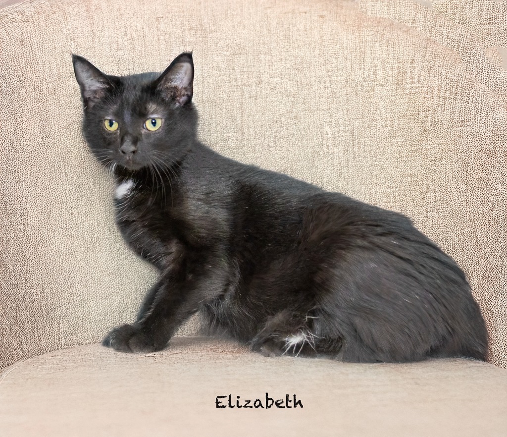 Elizabeth, an adoptable Domestic Short Hair in Hot Springs Village, AR, 71909 | Photo Image 1