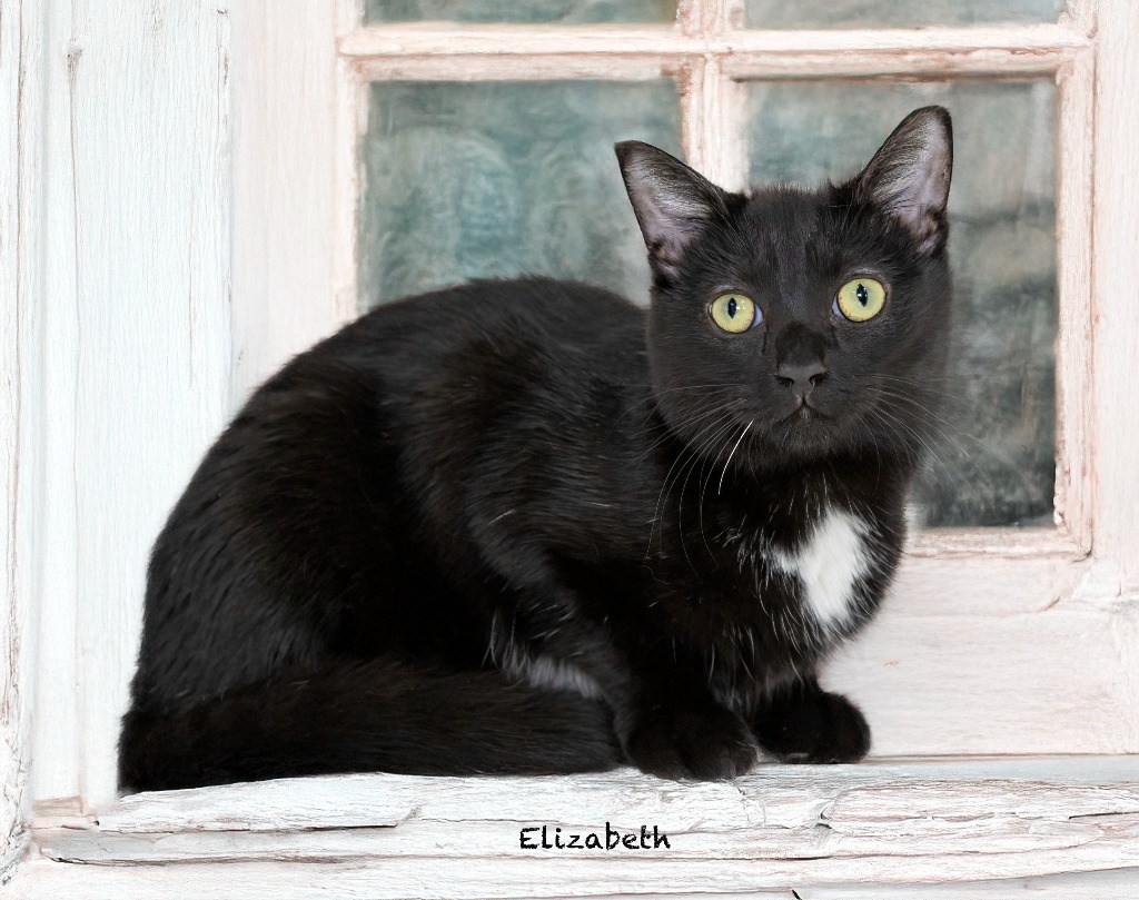 Elizabeth, an adoptable Domestic Short Hair in Hot Springs Village, AR, 71909 | Photo Image 2