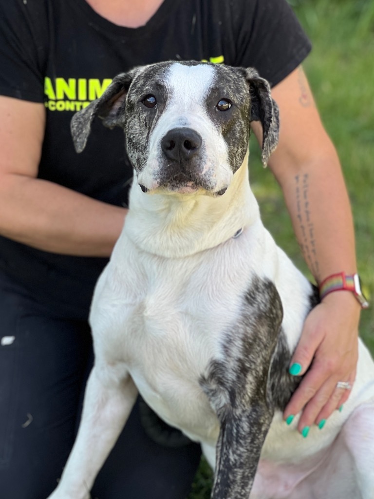 Sox, an adoptable Mixed Breed in Muskegon, MI, 49442 | Photo Image 1