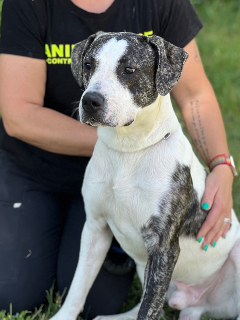 Sox, an adoptable Mixed Breed in Muskegon, MI, 49442 | Photo Image 3