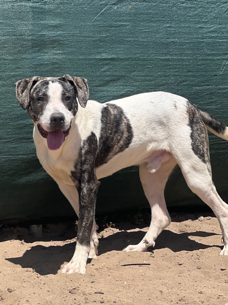Sox, an adoptable Mixed Breed in Muskegon, MI, 49442 | Photo Image 4