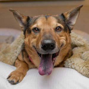Novak, Adult Male German Shepherd Dog