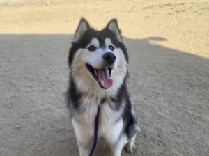 ZANZIBAR Siberian Husky Dog