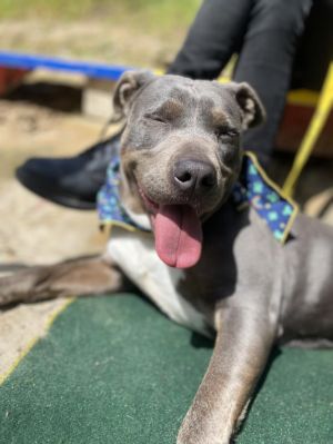 ROCKO Mixed Breed Dog