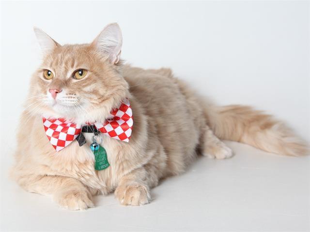 GEORGE, an adoptable Domestic Medium Hair in South Lake Tahoe, CA, 96150 | Photo Image 1