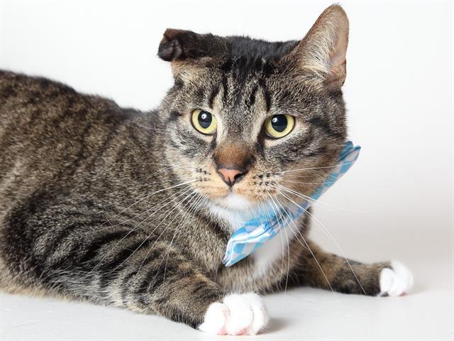 GUY, an adoptable Domestic Short Hair in South Lake Tahoe, CA, 96150 | Photo Image 1