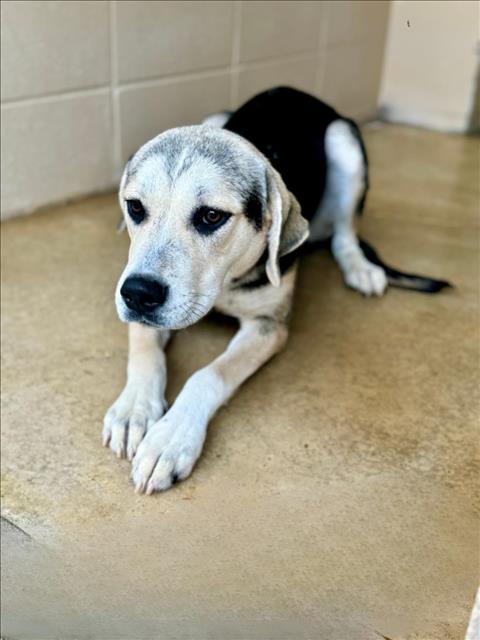 PIXIE, an adoptable Foxhound, Labrador Retriever in Lacombe, LA, 70445 | Photo Image 1