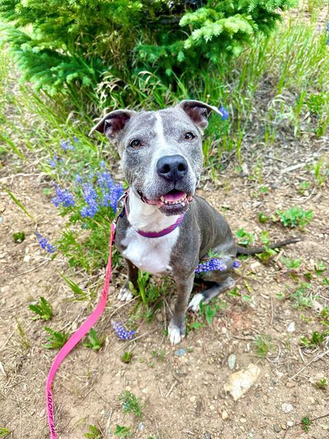 LONI, an adoptable Pit Bull Terrier in Frisco, CO, 80443 | Photo Image 1