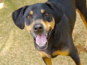 KONA Rottweiler Dog