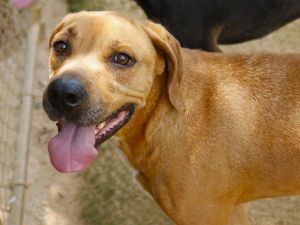 DOOBIE Labrador Retriever Dog