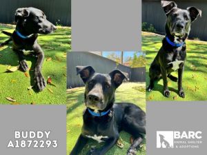Buddy is looking for his forever home Buddy is a black lab mix and an eager playmate He loves long