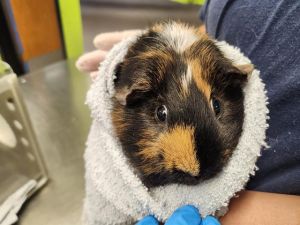 Hi there My name is Turtle and Im a guinea pig who is looking for a forever home I was