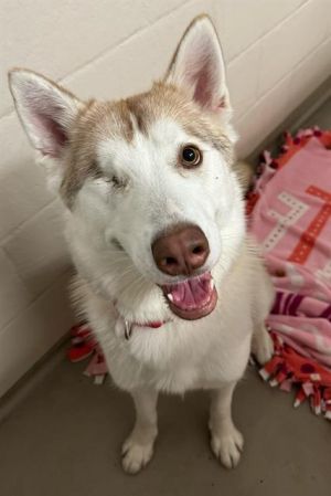 KEELA Siberian Husky Dog