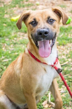 Joey is a beautiful and charming puppy with typical goofy puppy behavior but overall very easy goin