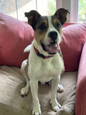 SeaBiscuit- IN FOSTER Mixed Breed Dog