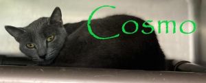 COSMO Domestic Short Hair Cat