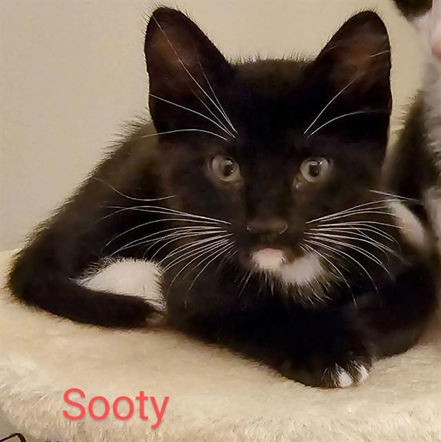 SOOTY