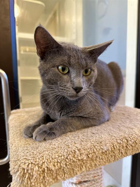 BLUE, an adoptable Domestic Short Hair in Santa Maria, CA, 93455 | Photo Image 1