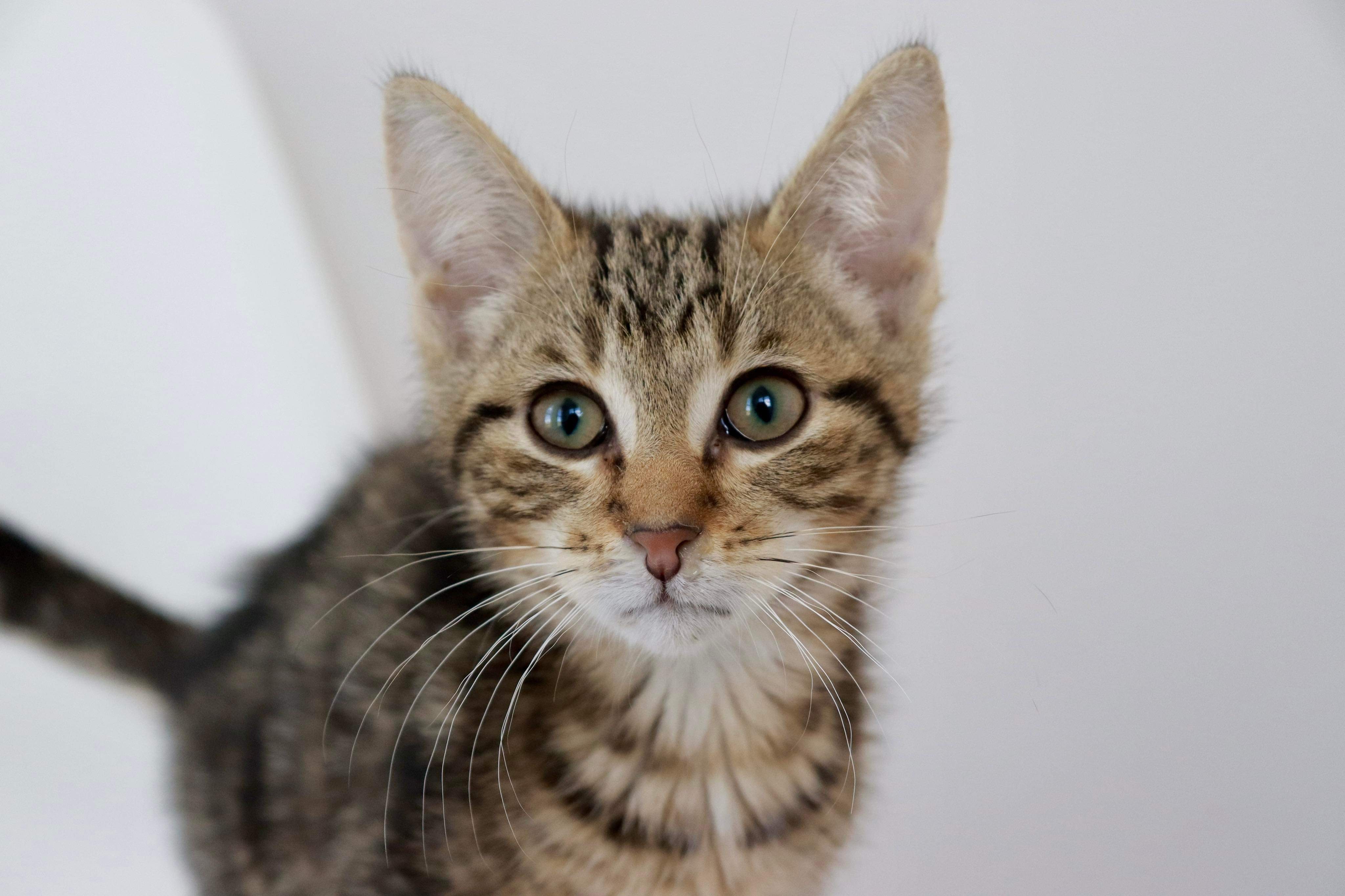 Chuck, an adoptable Domestic Short Hair in Steinbach, MB, R5G 2B2 | Photo Image 1