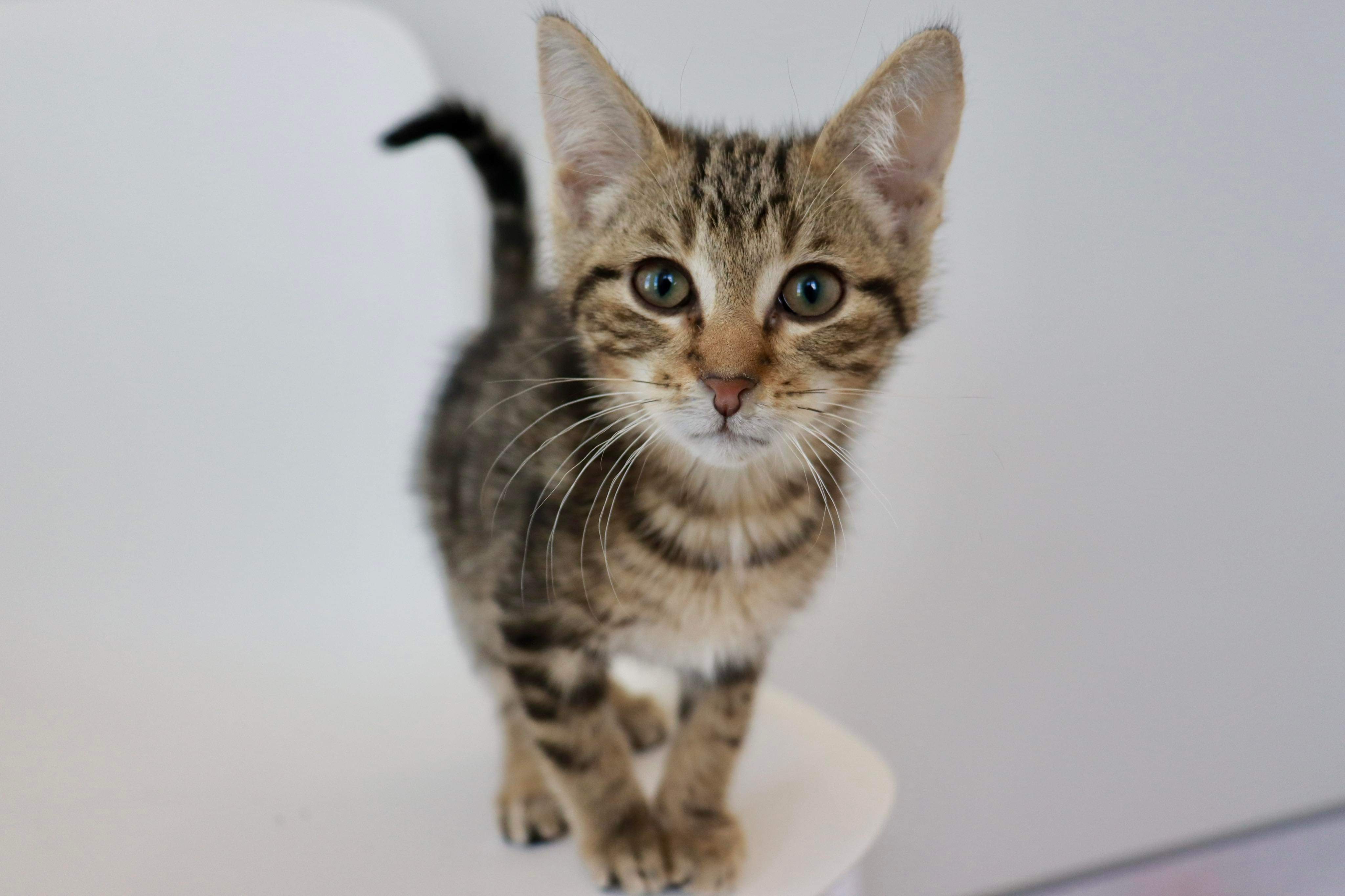 Chuck, an adoptable Domestic Short Hair in Steinbach, MB, R5G 2B2 | Photo Image 4