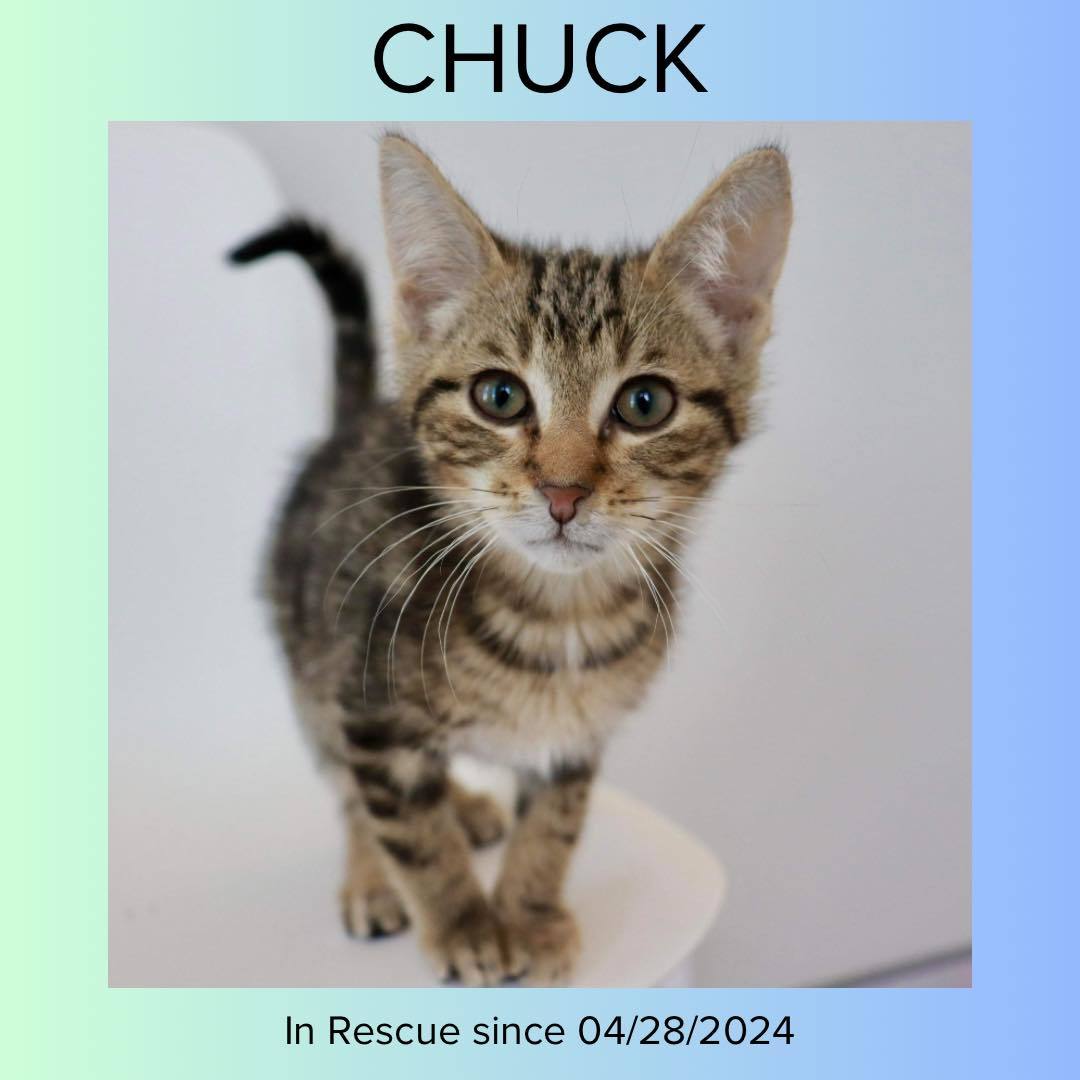 Chuck, an adoptable Domestic Short Hair in Steinbach, MB, R5G 2B2 | Photo Image 6