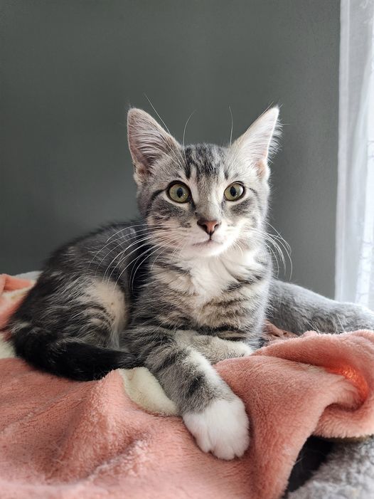 Nate, an adoptable Domestic Short Hair in Steinbach, MB, R5G 2B2 | Photo Image 1