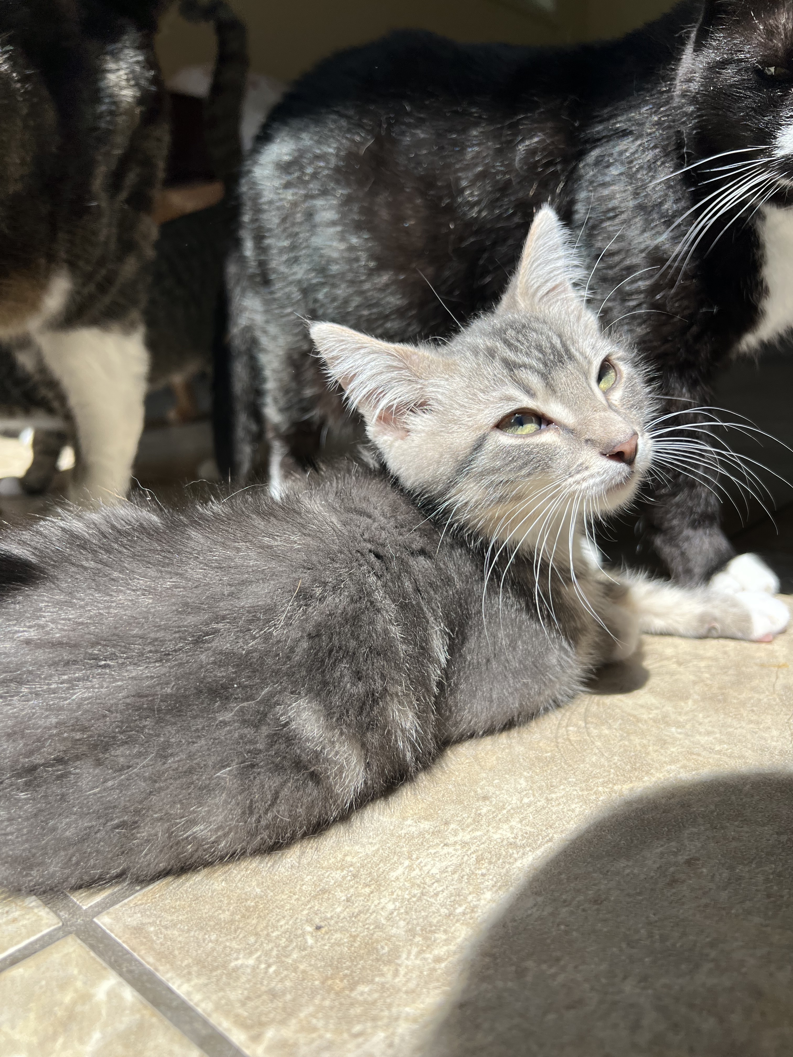 Nate, an adoptable Domestic Short Hair in Steinbach, MB, R5G 2B2 | Photo Image 5