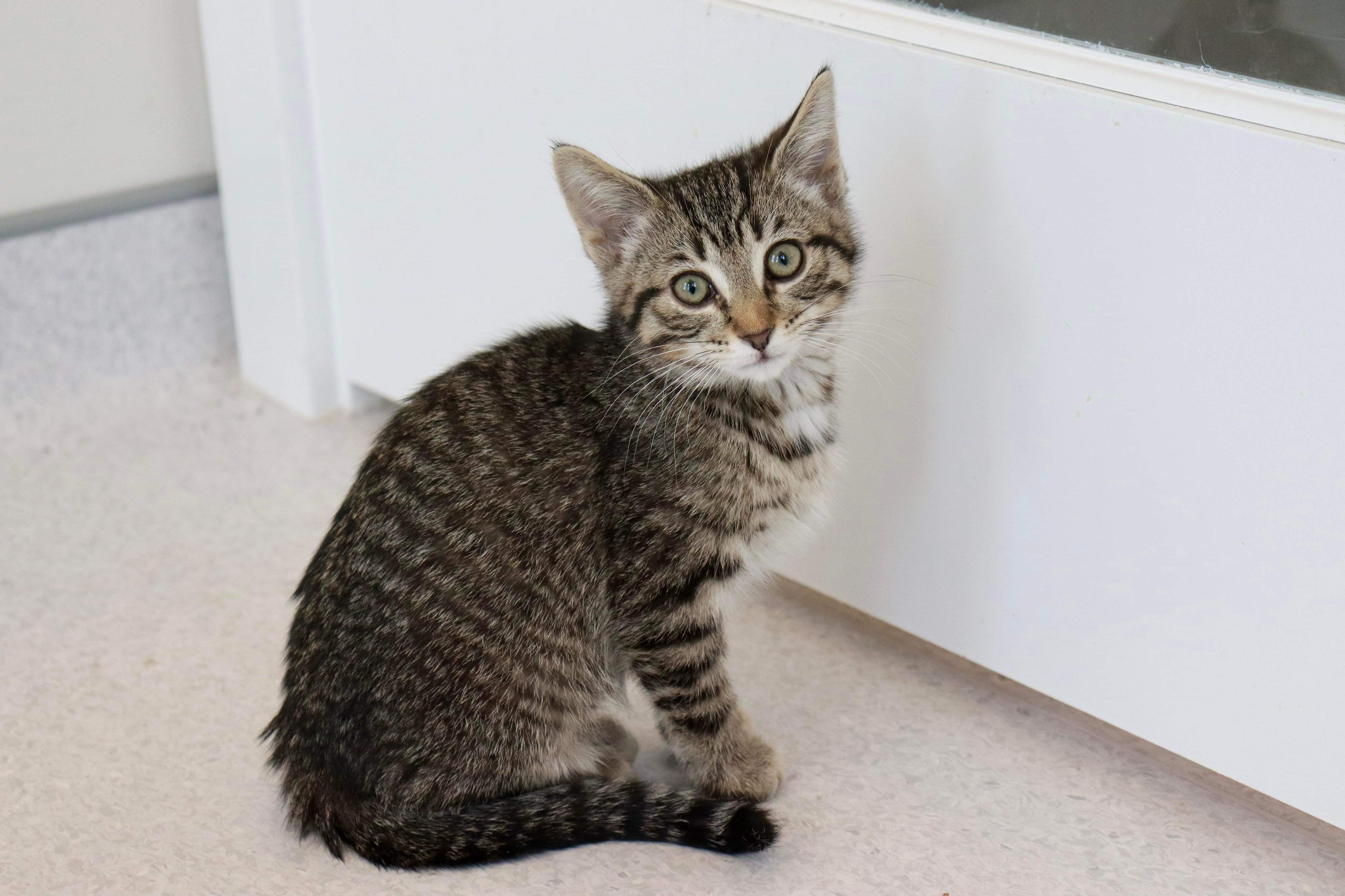 Jenny, an adoptable Domestic Short Hair in Steinbach, MB, R5G 2B2 | Photo Image 1