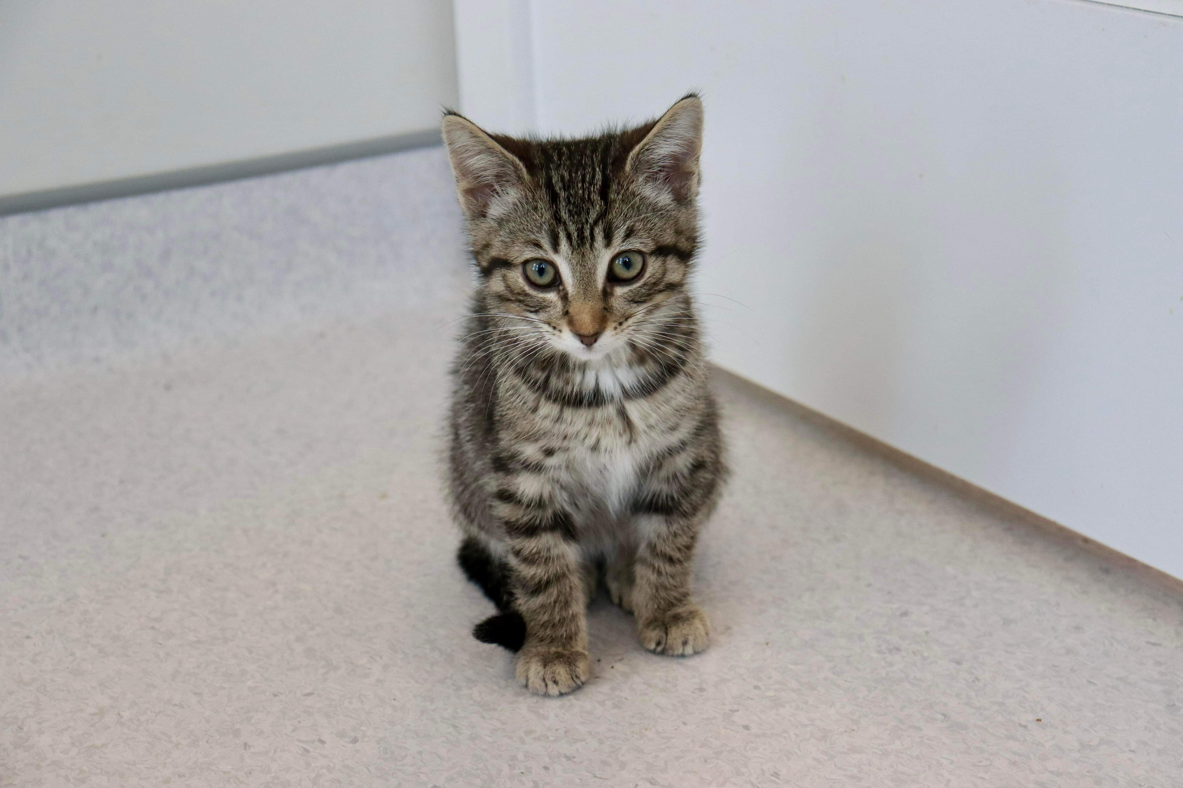 Jenny, an adoptable Domestic Short Hair in Steinbach, MB, R5G 2B2 | Photo Image 2