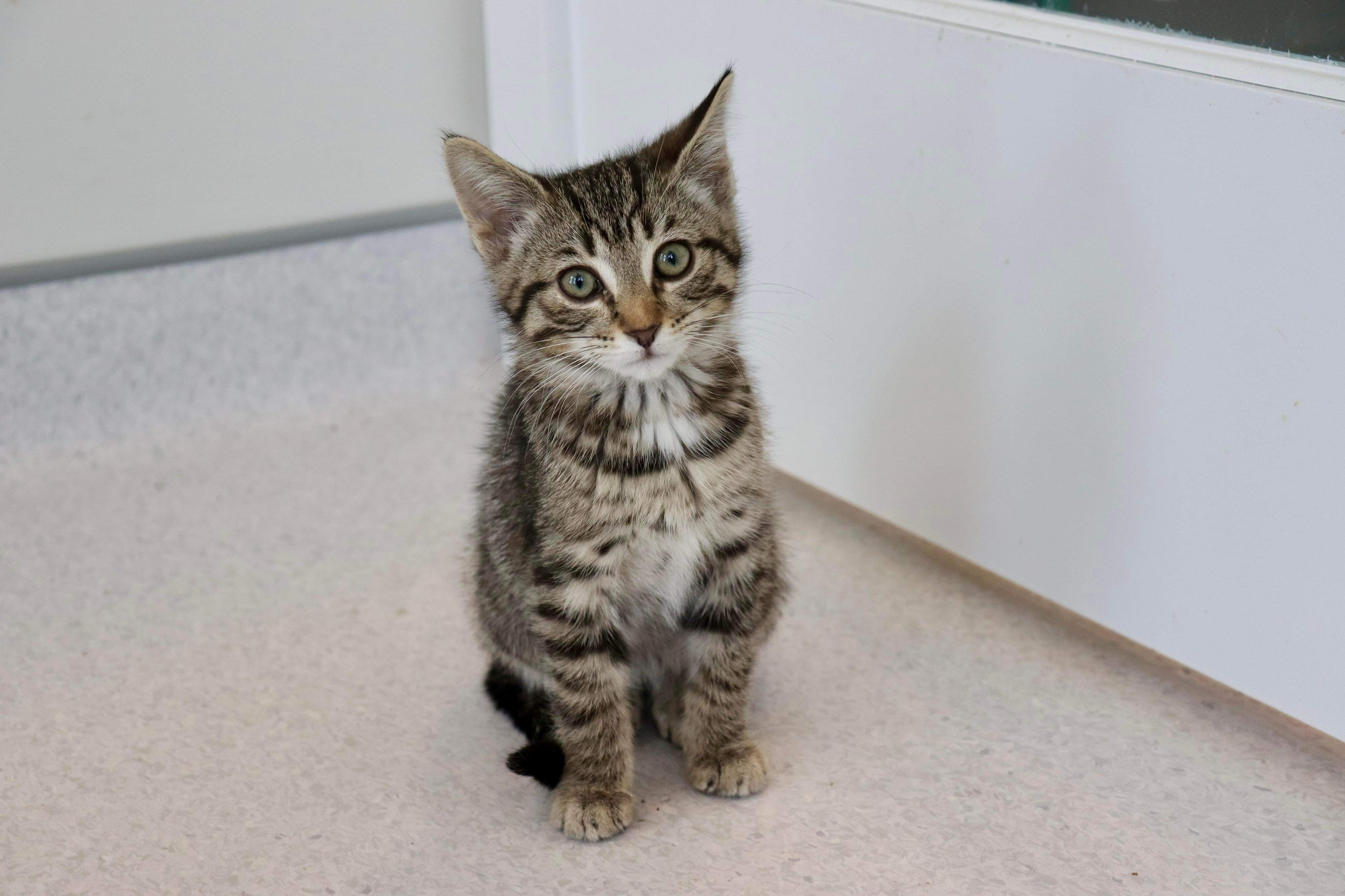 Jenny, an adoptable Domestic Short Hair in Steinbach, MB, R5G 2B2 | Photo Image 3