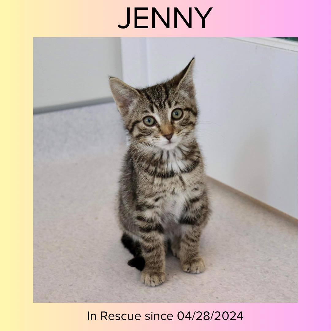 Jenny, an adoptable Domestic Short Hair in Steinbach, MB, R5G 2B2 | Photo Image 4