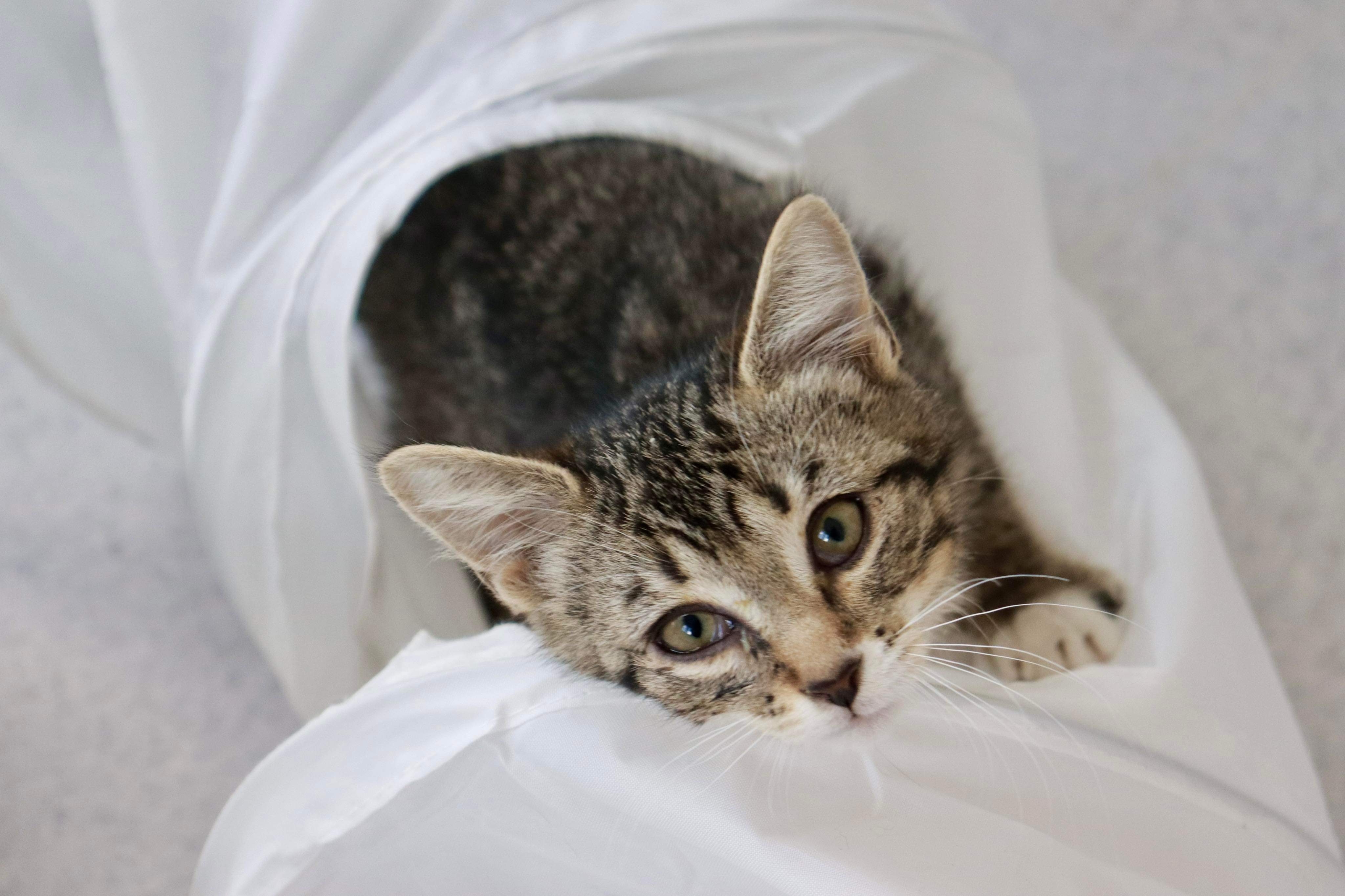 Blair, an adoptable Domestic Short Hair in Steinbach, MB, R5G 2B2 | Photo Image 1