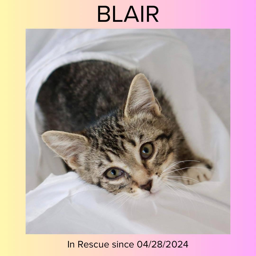 Blair, an adoptable Domestic Short Hair in Steinbach, MB, R5G 2B2 | Photo Image 2