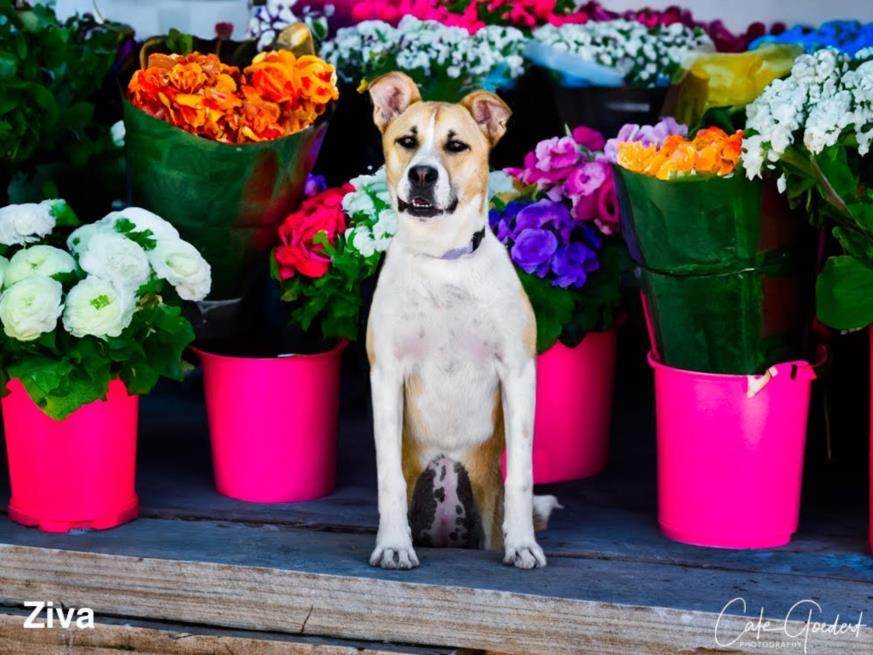 ZIVA, an adoptable Mixed Breed in Santa Fe, NM, 87507 | Photo Image 1