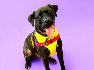 COOPER Labrador Retriever Dog