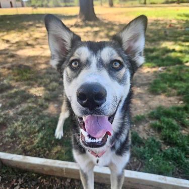 Dodger, an adoptable Shepherd in Redding, CA, 96099 | Photo Image 4