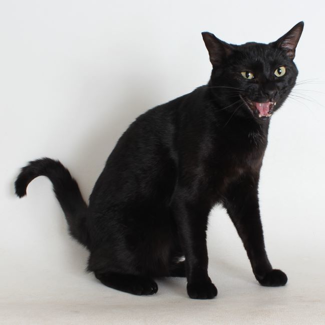 Rosemeowy, an adoptable Domestic Short Hair in Redding, CA, 96099 | Photo Image 3