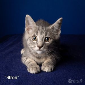 Alton Domestic Short Hair Cat