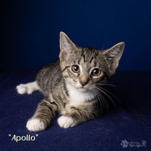Apollo Domestic Short Hair Cat