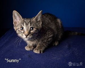 Adoption Fee includes SpayNeuter Age Appropriate Vaccines and Dewormed Flea Treatment if needed