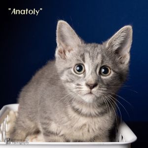 Anatoly Domestic Short Hair Cat