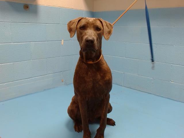 DAPHNE, an adoptable Weimaraner in Moreno Valley, CA, 92553 | Photo Image 1