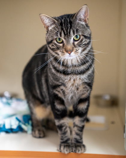 Swirl, an adoptable Domestic Short Hair in Pequot Lakes, MN, 56472 | Photo Image 2