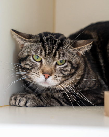 Swirl, an adoptable Domestic Short Hair in Pequot Lakes, MN, 56472 | Photo Image 4