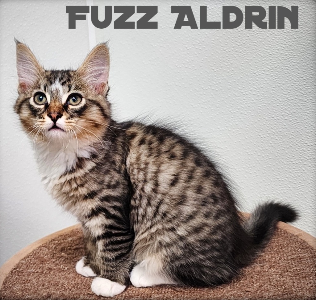 Fuzz Aldrin, an adoptable Domestic Short Hair in Gold Beach, OR, 97444 | Photo Image 1