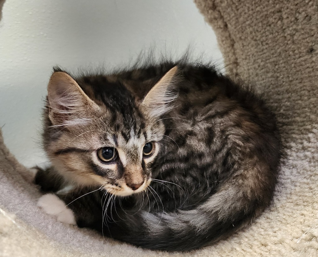 Fuzz Aldrin, an adoptable Domestic Short Hair in Gold Beach, OR, 97444 | Photo Image 2