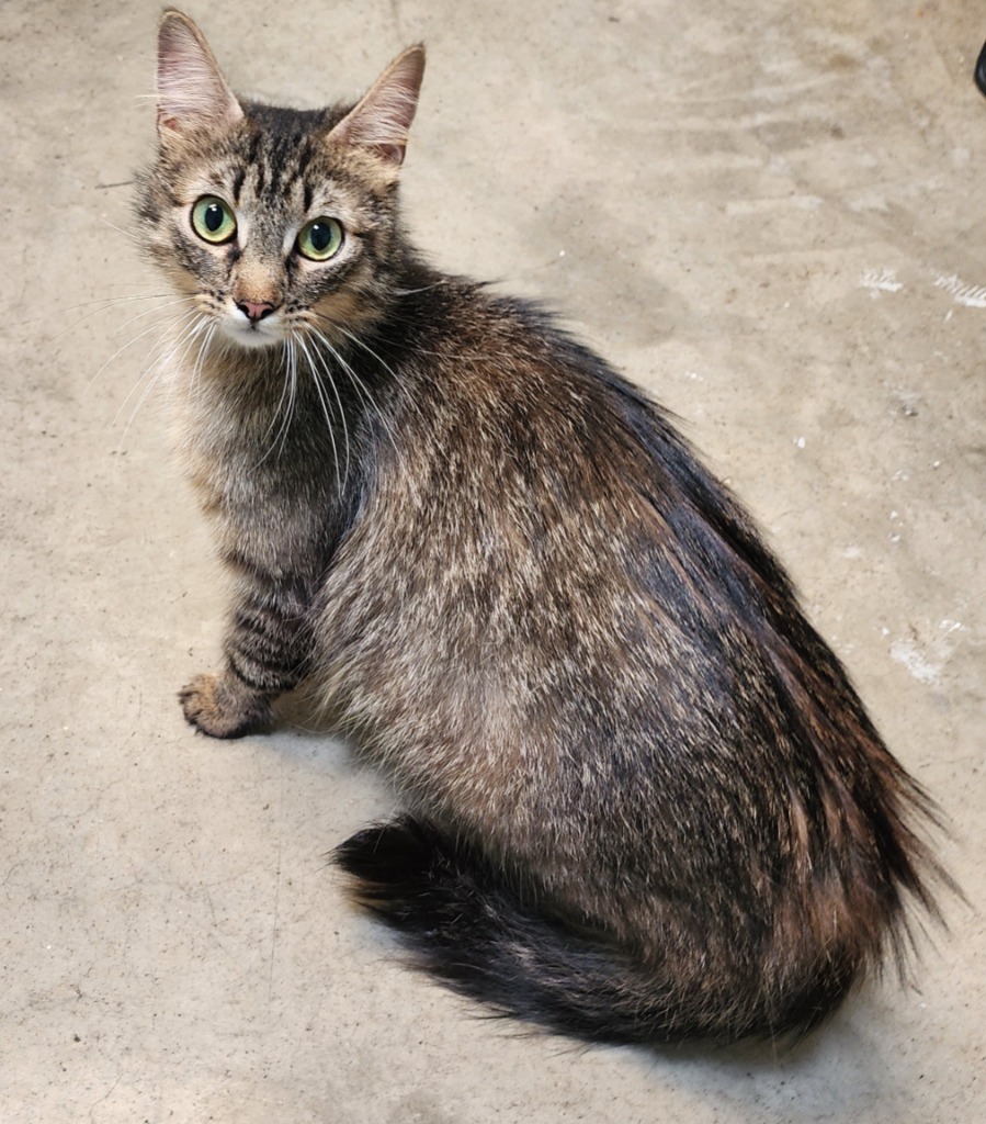 Cat Niss, an adoptable Domestic Medium Hair in Gold Beach, OR, 97444 | Photo Image 1