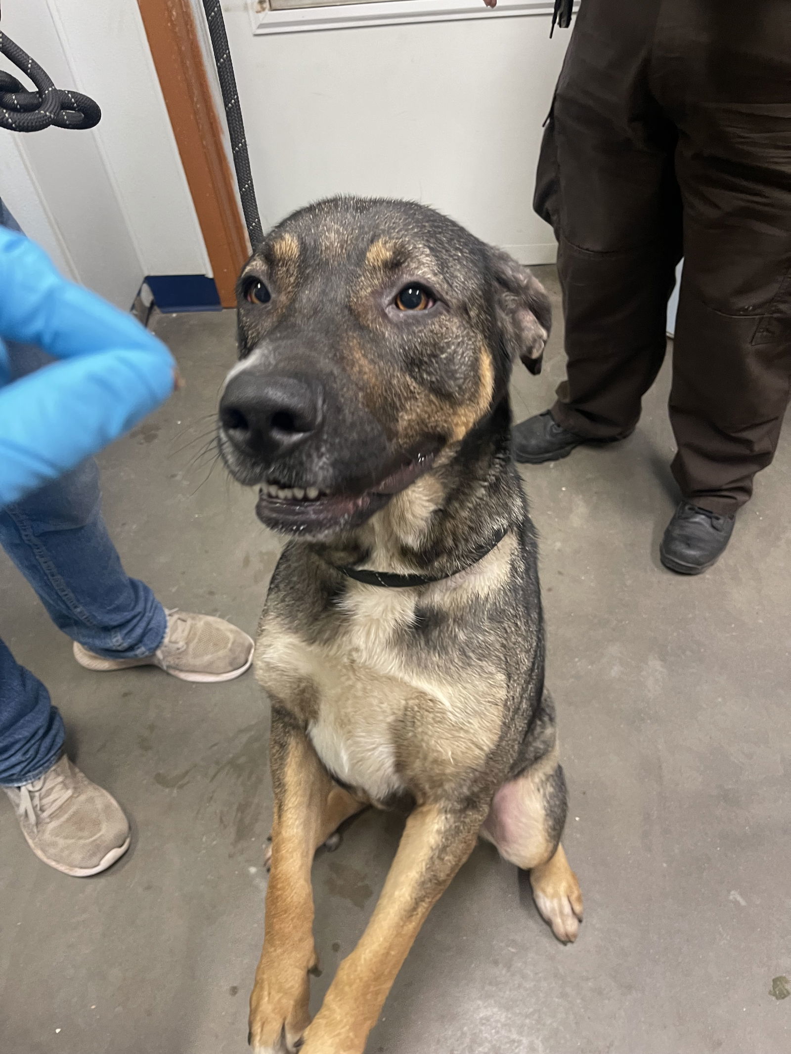 Tippy, an adoptable Shepherd, Mastiff in Park Falls, WI, 54552 | Photo Image 1